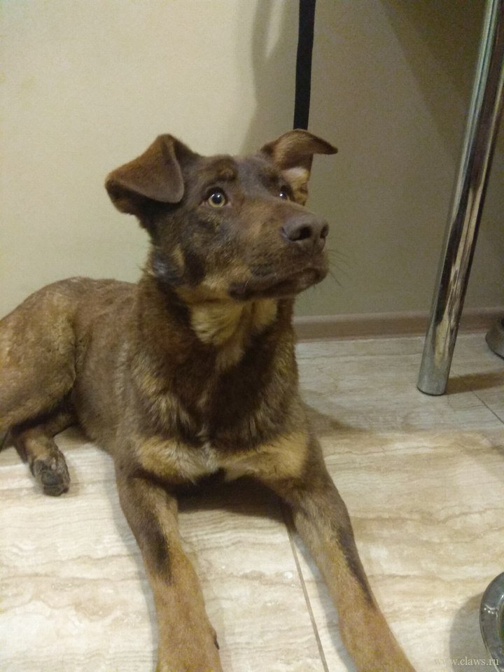 Псина здесь другая, но, я думаю, та была не менее противная 