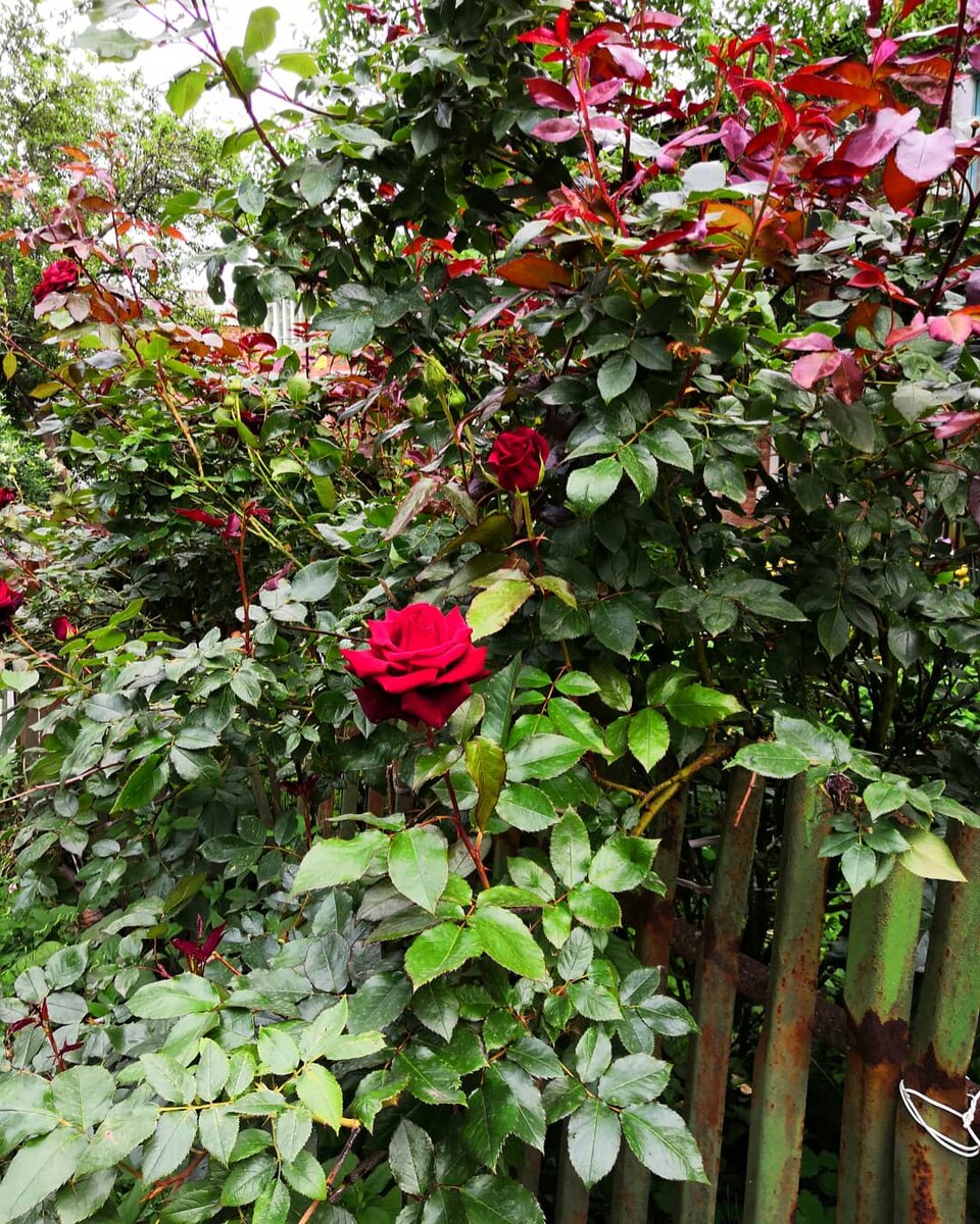 Фото автора 