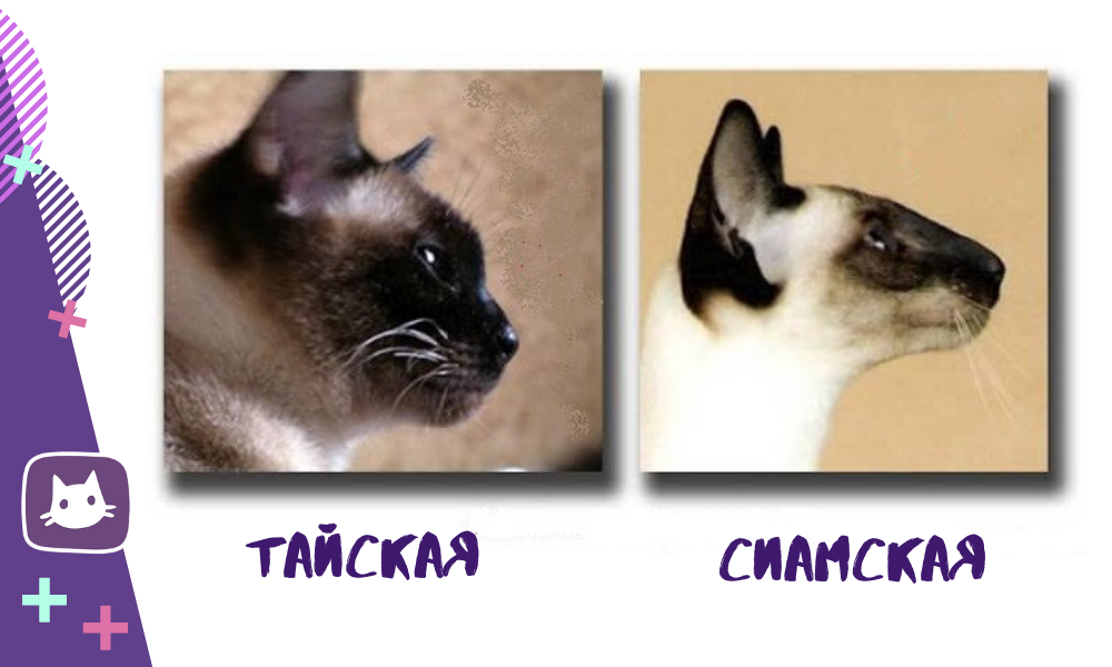 Отличие кошек. Тайская и Сиамская кошка отличия. Сиамцы и Тайцы различия. Отличия тайской кошки от сиамской. Сиамская порода и тайская кошка отличия.