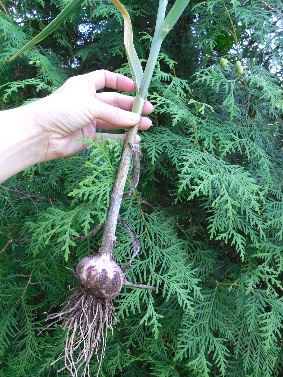 Чеснок сразу после выкопки. Июль. Этот ещё не на хранение, а чтобы сразу съесть