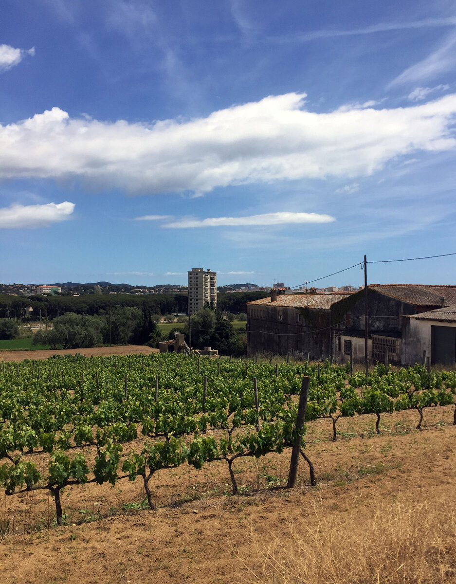 Виноградники Испании