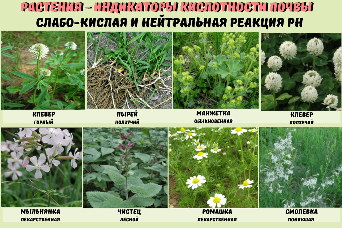 индикаторы кислых почв. какие растения растут на кислой почве. какая трава растет на какой почве. растения индикаторы кислотности почвы щелочной. растения растущие на слабокислой и нейтральной почве.