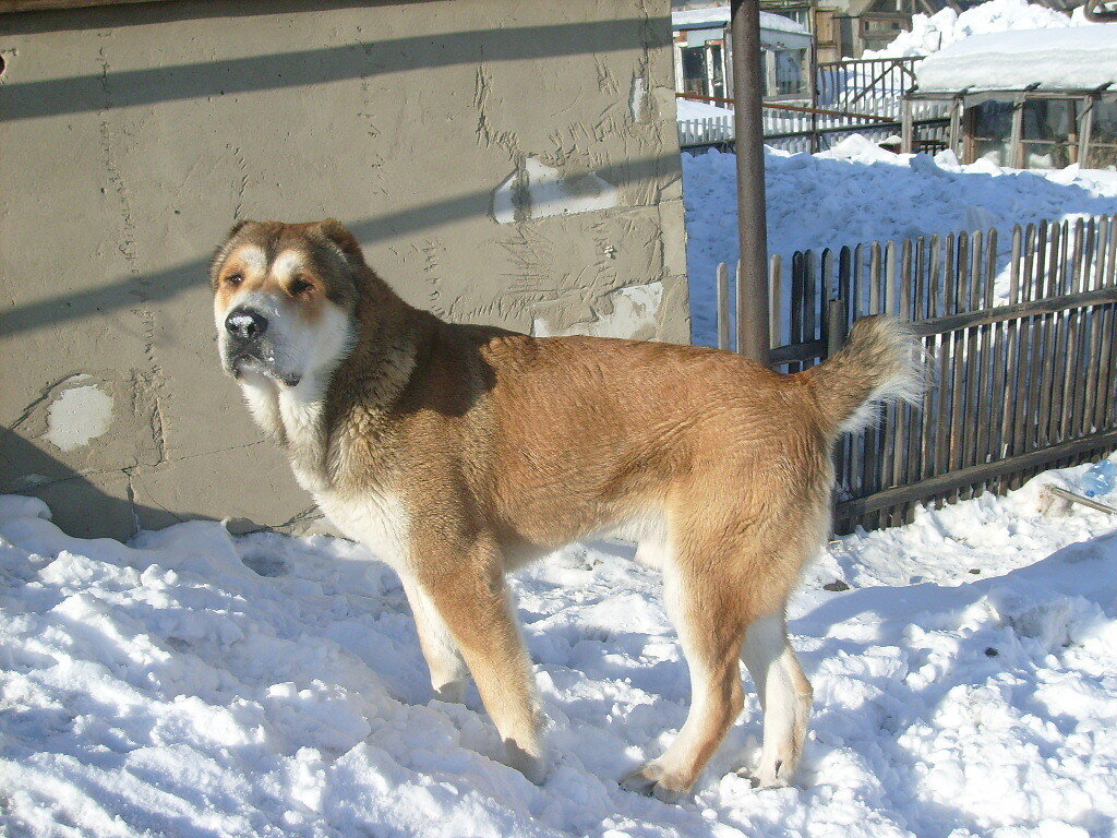 Фото заводчика. Здесь Байраку 10 месяцев.