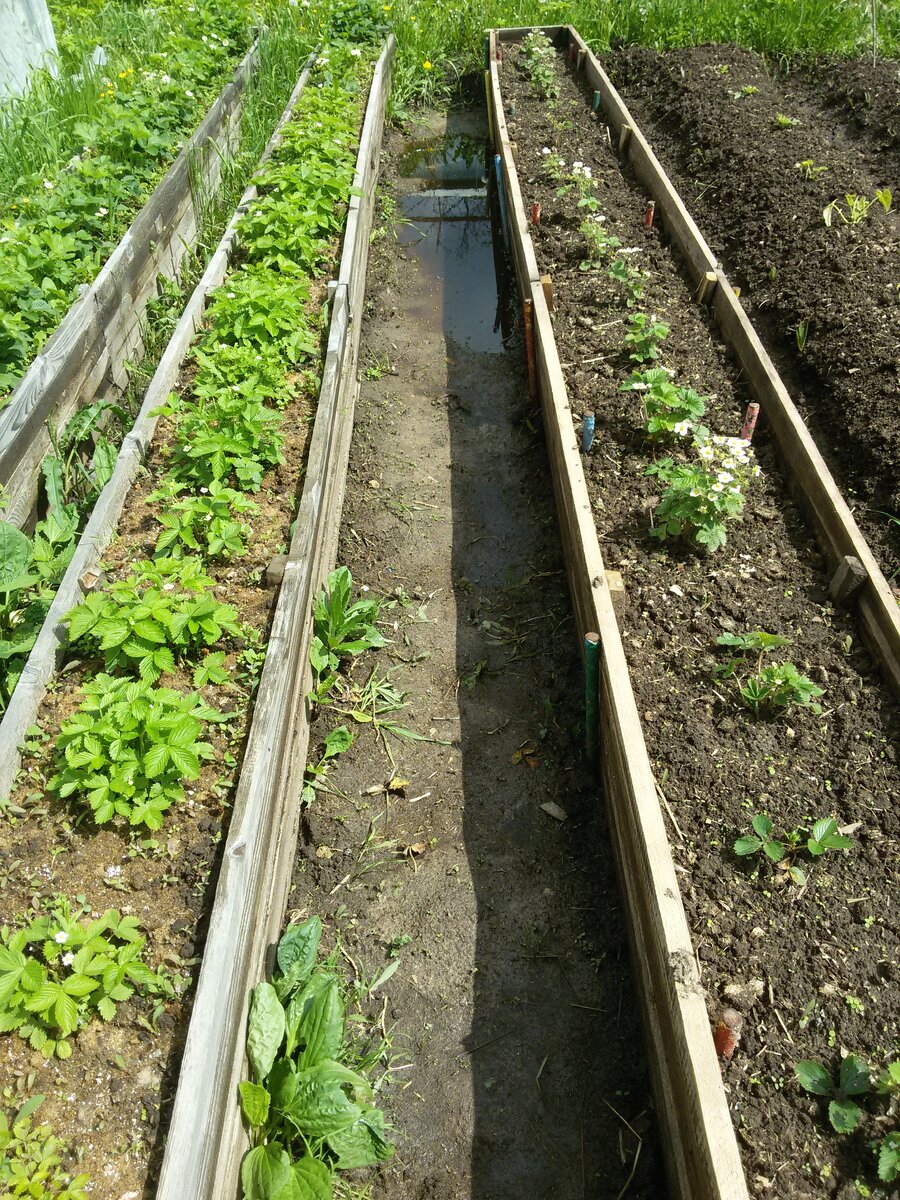 Короба с клубникой