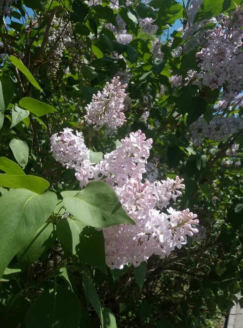 Из своего архива)
