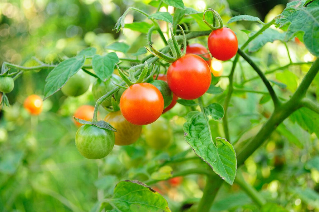 8 частых ошибок при формировании томатов