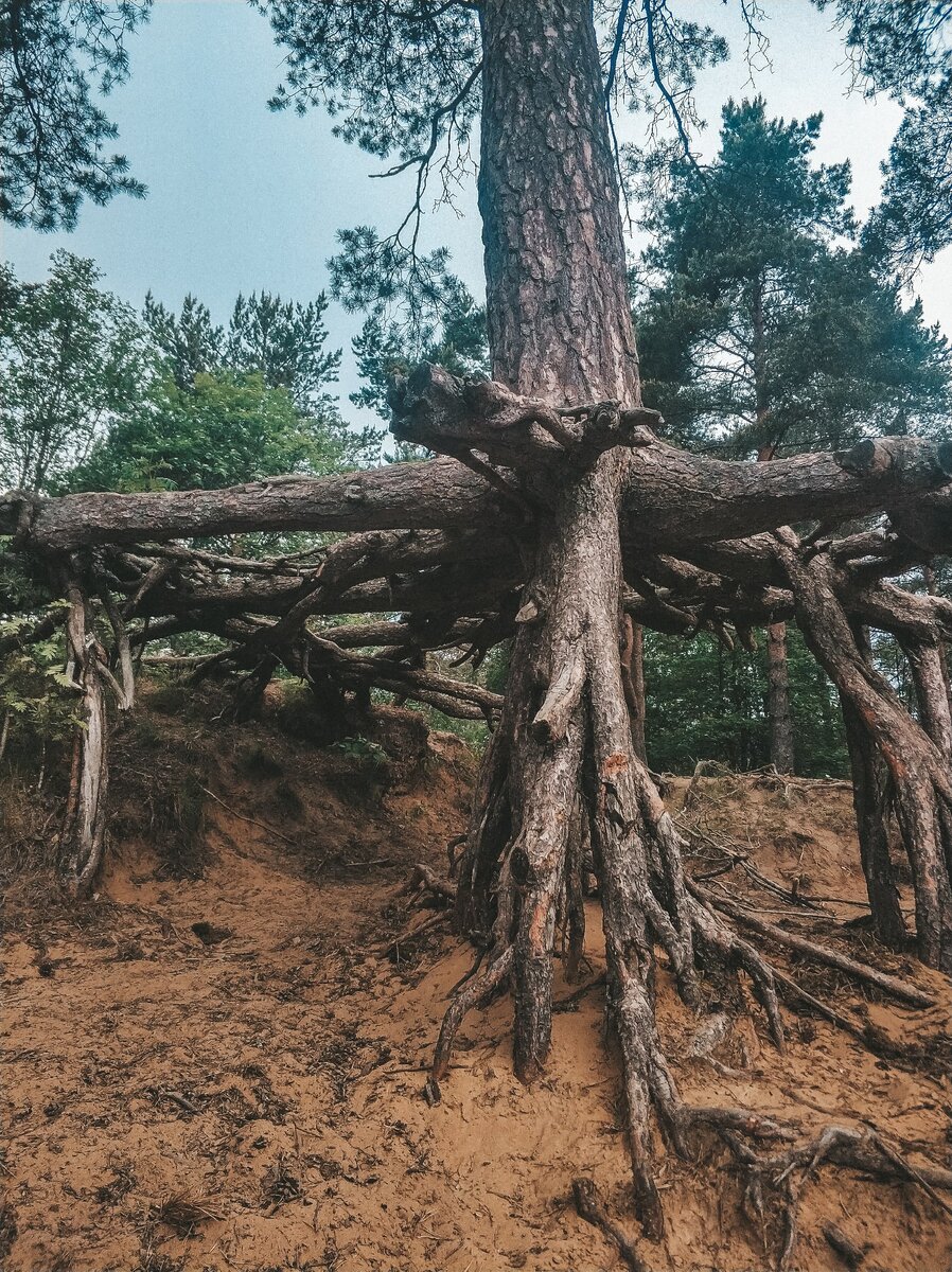 Сосна сосновый корень. Сосенка.