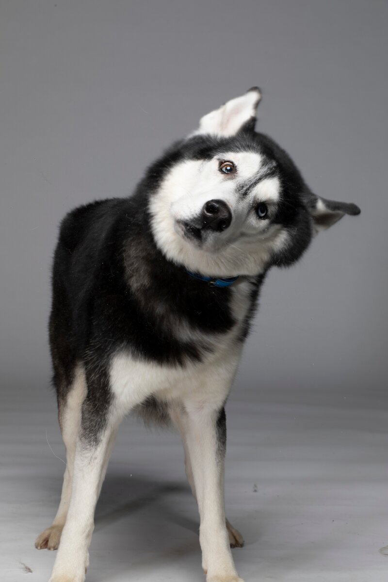 Аракс Бэтменович. Прокрутите вправо.