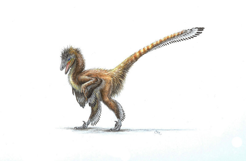 Гля, кокой веселый и озорной пернатый!  Шустрый, а перышки просто отвал головы!