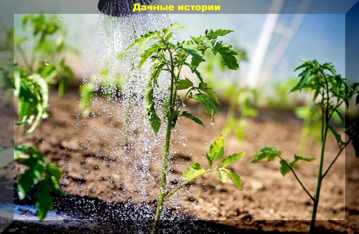 Чем вода помогает растениям. Спасение растений. Как уберечь цветы от сильных дождей.