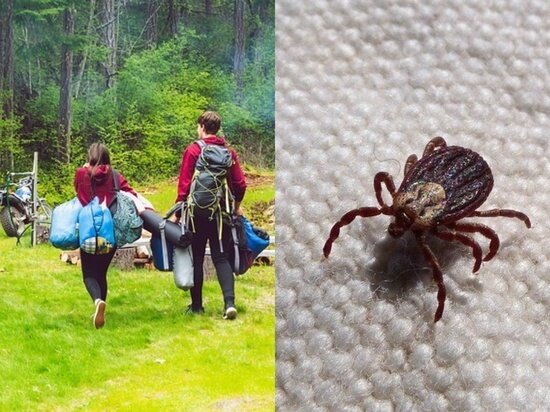 Фото - pixabay.com