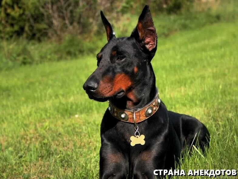 Доберман
