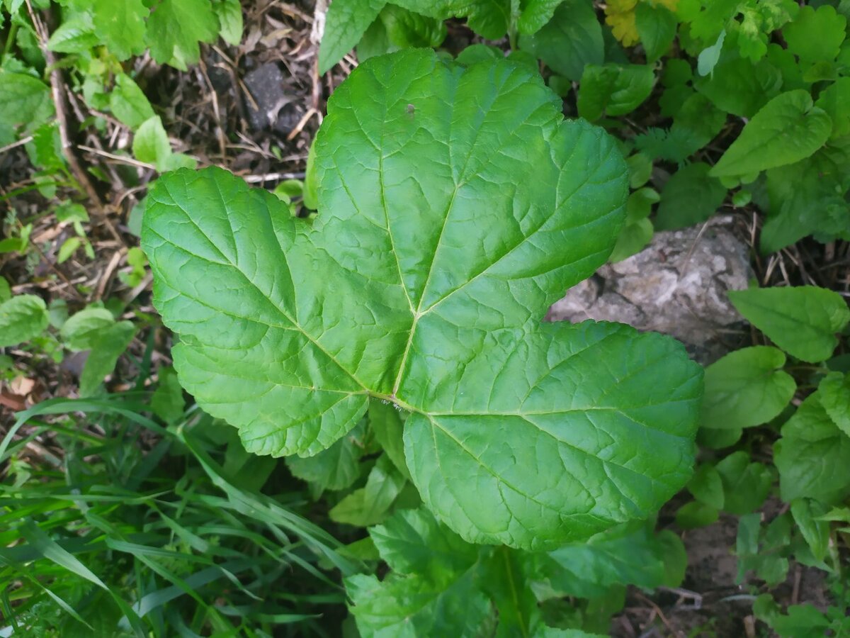 Боршевик - как бороться