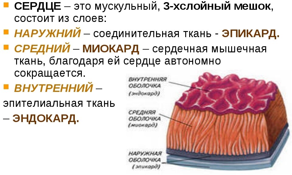Миокард на рисунке