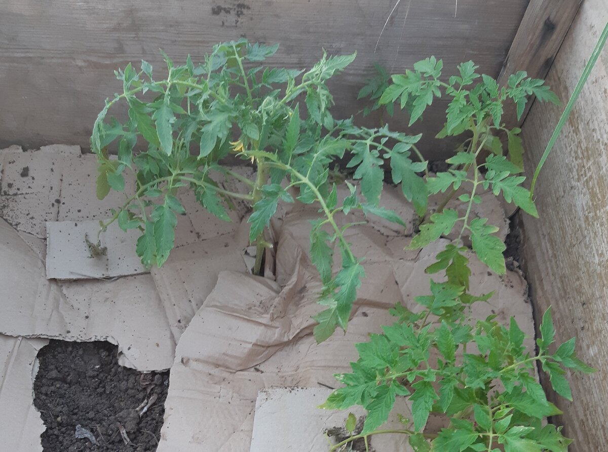 Первые томатины под картонным одеялком