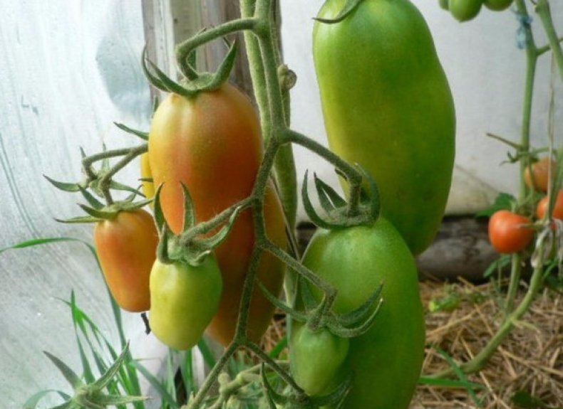 Томаты сорта Каспар чувствительны к снижению содержания калия и фосфора. Нужно регулярно вносить удобрения в грунт. Иллюстрация для статьи используется по стандартной лицензии ©dachnyedela.ru