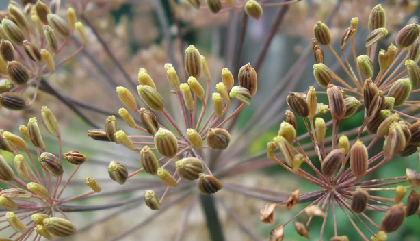 Семена укропа