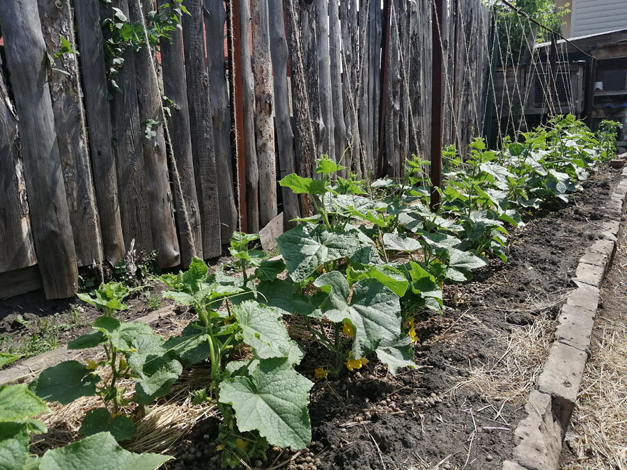 Посмотрите: на земле нет ни листочка и все огурцы растут вверх