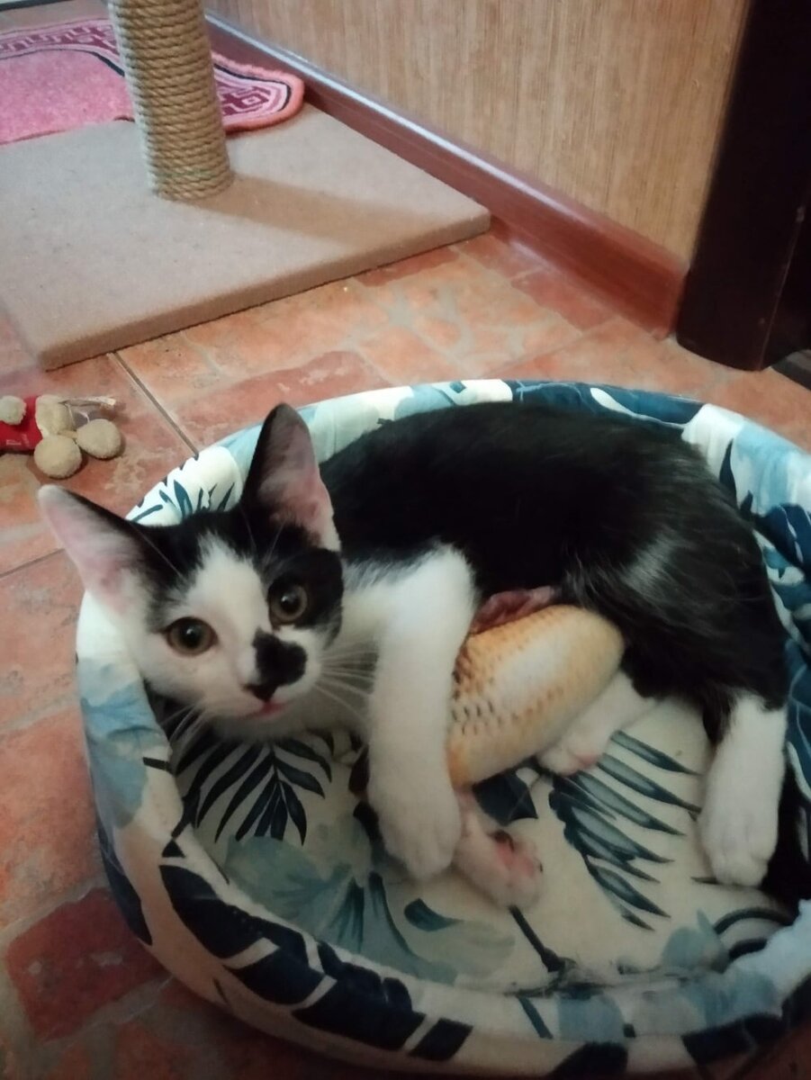 первая лежанка и игрушка рыбка.