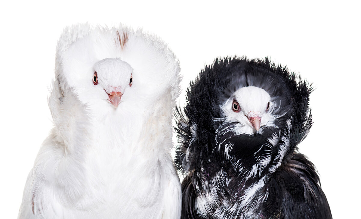 Источник изображения: elements.envato