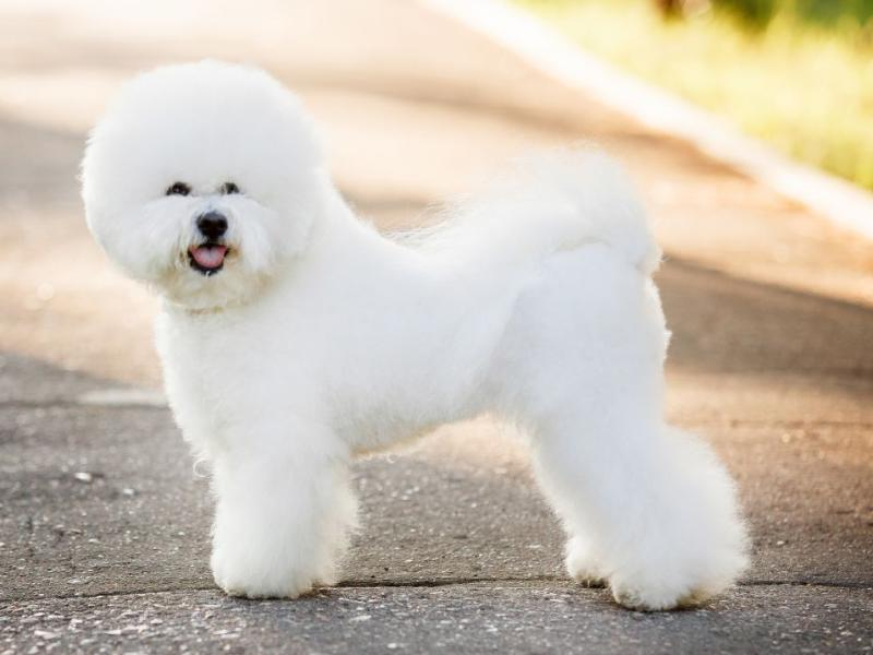 Бишон Фризе