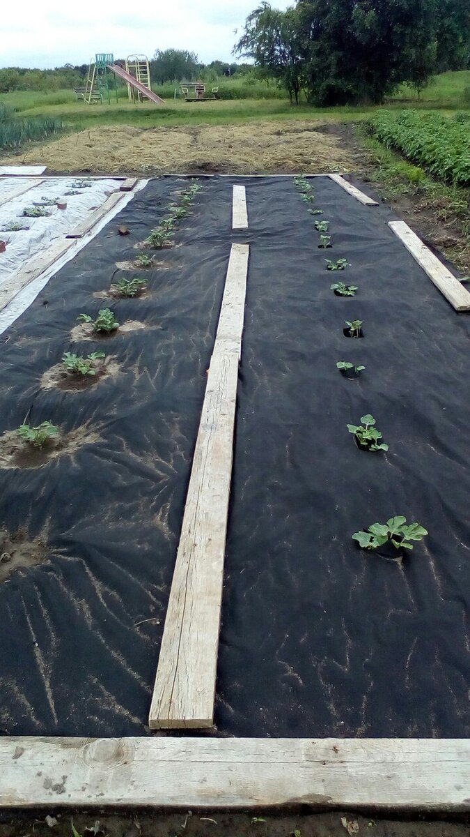 Собственное фото. Арбузы под черным агроспаном.