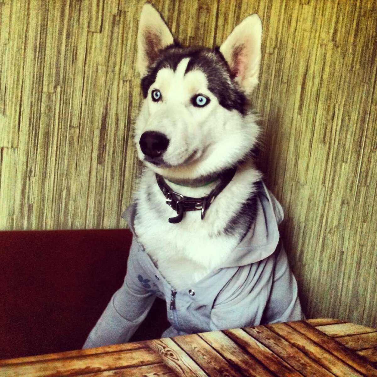 Горынычу только что сказали, что мы снова идём в лес)))