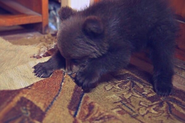 Фото 4. Опять этот ненавистный коврик!..