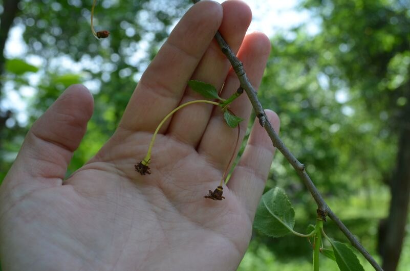 Вишня пустоцвет. Завязь черешни. Монилиоз (монилиальный ожог косточковых). Вишня не плодоносит. Вишня пильчатая тибетская вишня.