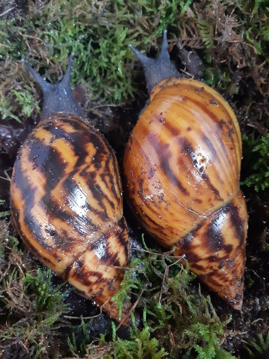 Ахатина ахатина