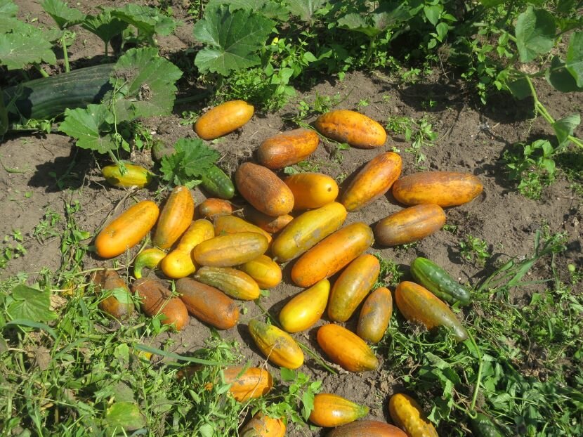 Огурцы-семенники урожая 2019 года. Фото автора