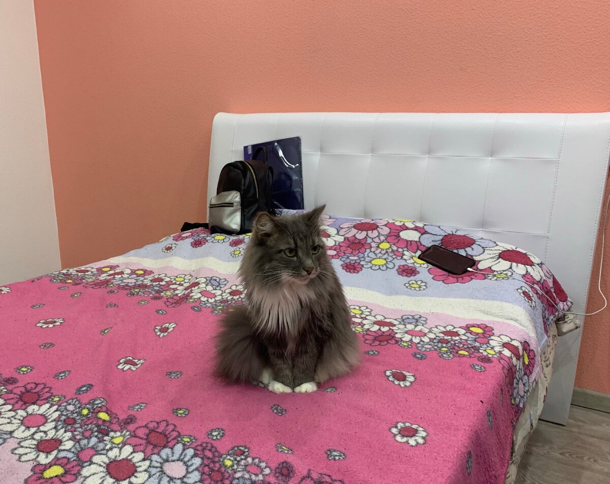 Один из моих 40 котов )) 