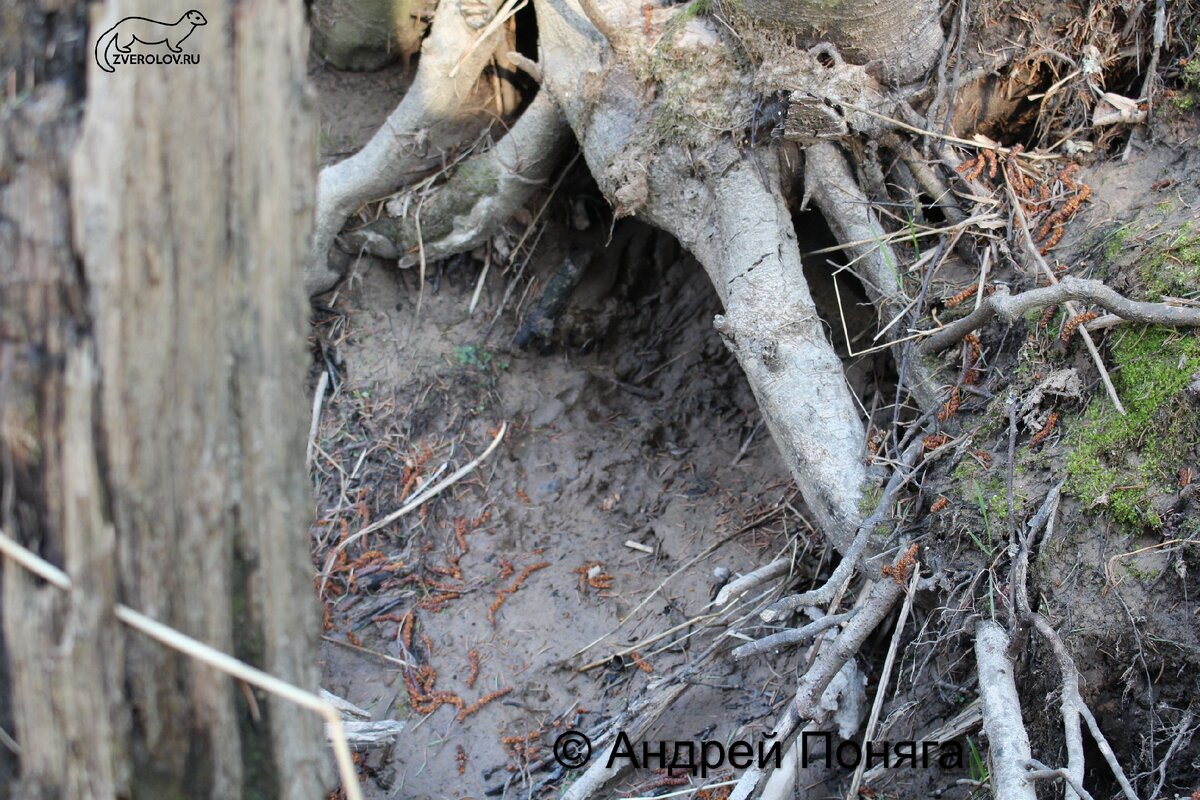 Нора выдры. Скорее всего это была нора речного бобра. теперь там живет выдра!