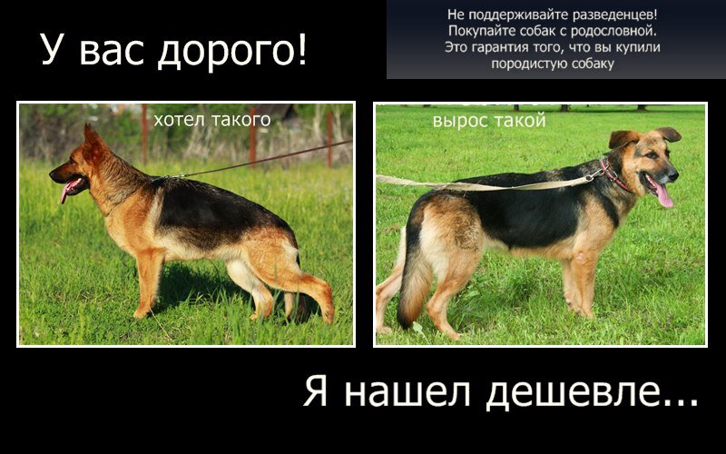 Можно прямо здесь. Немецкая овчарка ожидание реальность. Собака без документов. У вас дорого я нашла дешевле собаки. Хотел такого а вырос такой