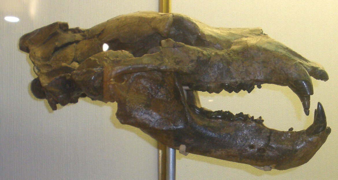 окаменевший череп этрусского медведя возрастом 3 миллиона лет