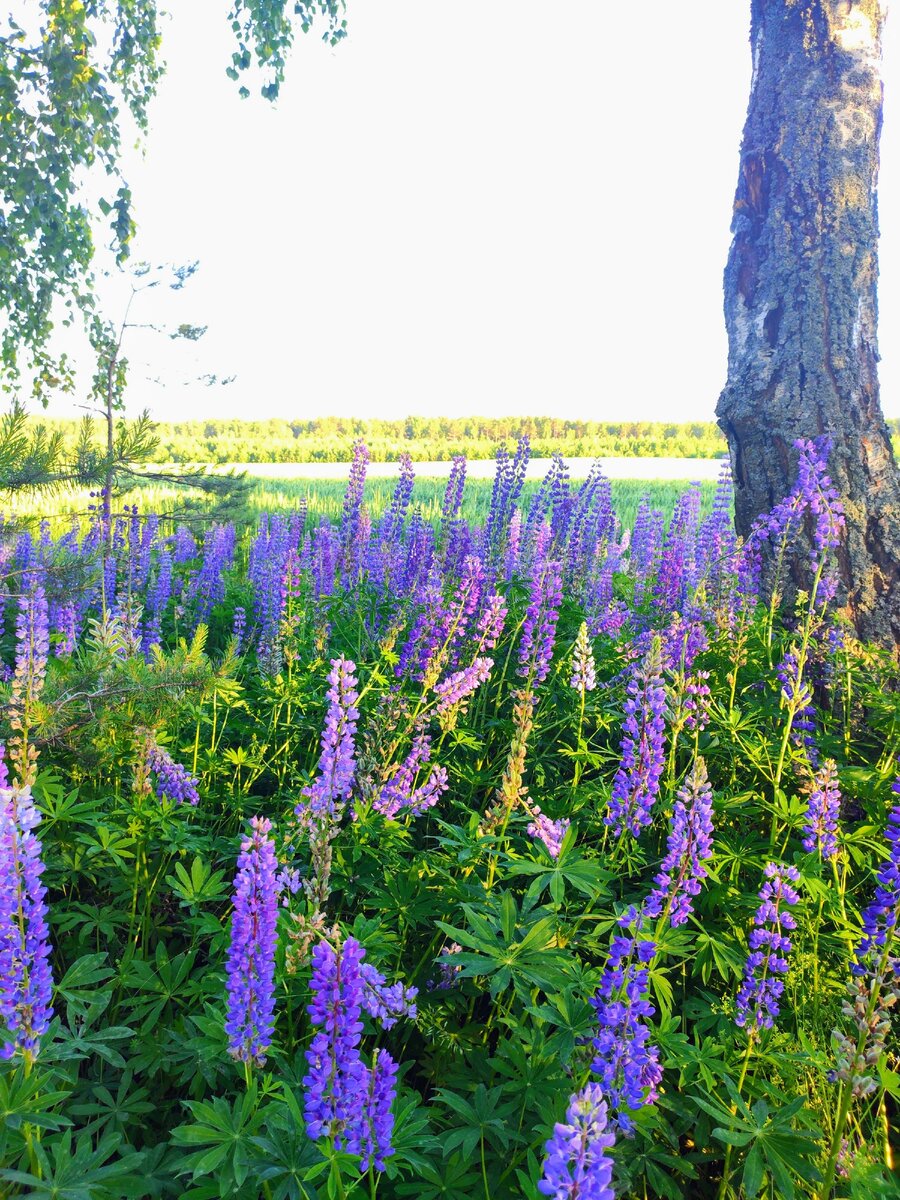 Люпин Луговой. Люпины (Lupinus):. Люпин дикорос. Чулково люпины.