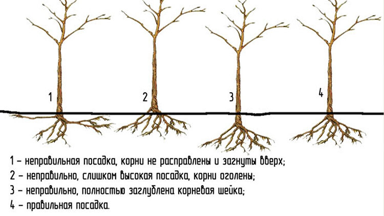 Вишня Олимпийская описание характеристики посадка уход обрезка и размножение отзывы