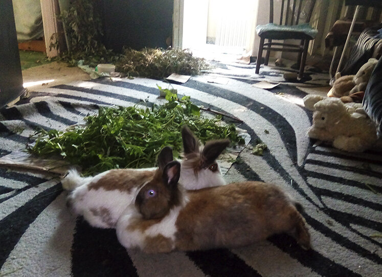 А это мы уже наелись и отдыхаем.