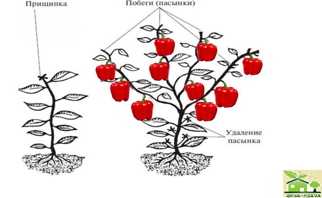 Схема формирования перцев в теплице рисунок