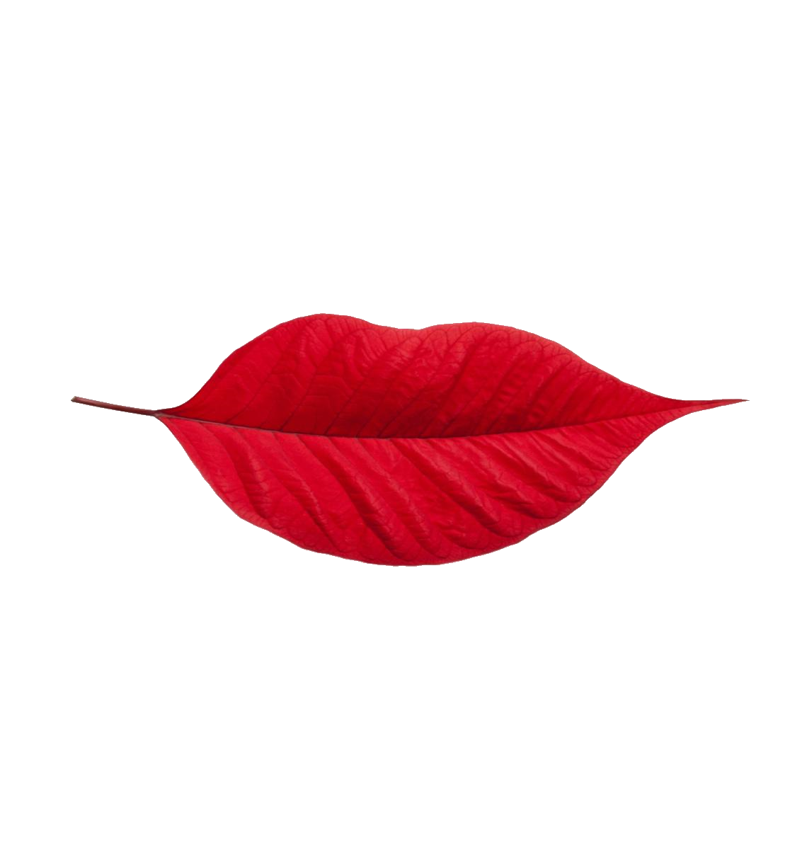 идеальные губы