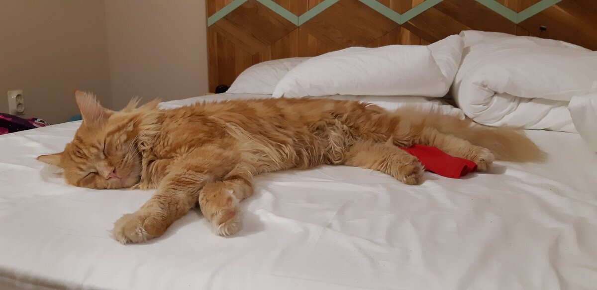 Мейн-кун Барсик. Листайте вправо. Фото автора. 