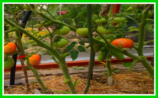 Обработка томатов бордосской жидкостью в теплице во время плодоношения
