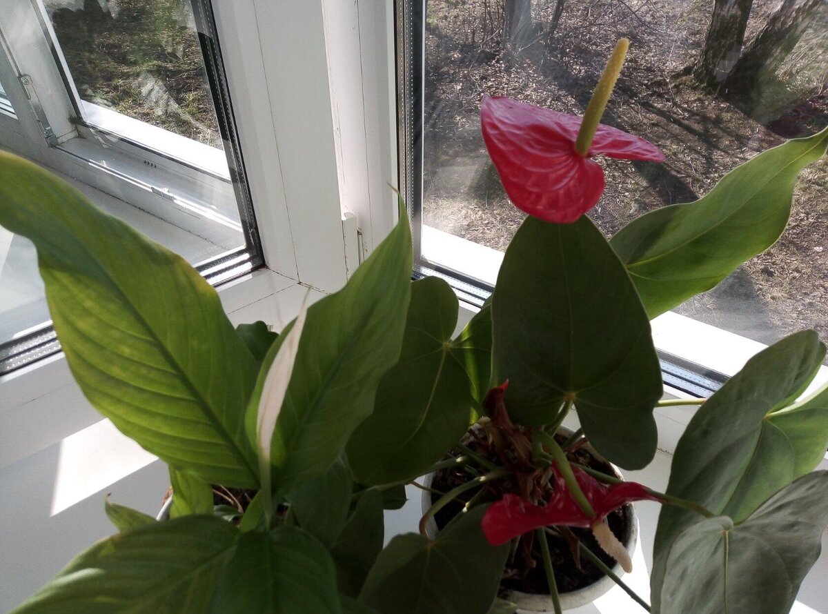 Антуриум и спатифиллум — популярные комнатные растения, ставшие для многих людей символами: антуриум ассоциируется с мужским счастьем, а спатифиллум с женским. Их ставят рядом, высаживают в общий горшок и видят плохой знак в ухудшении состояния растений. 