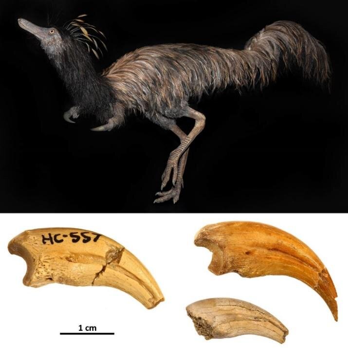 
Эта модель Trierarchuncus prairiensis в натуральную величину была создана Бобаном Филиповичем и выставлена ​​в Музее динозавров Бедлендов, (Дикинсон, Северная Дакота).