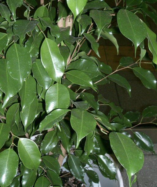 Комнатное растение «Фикус»