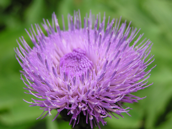 Левзея сафлоровидная (Маралий корень)