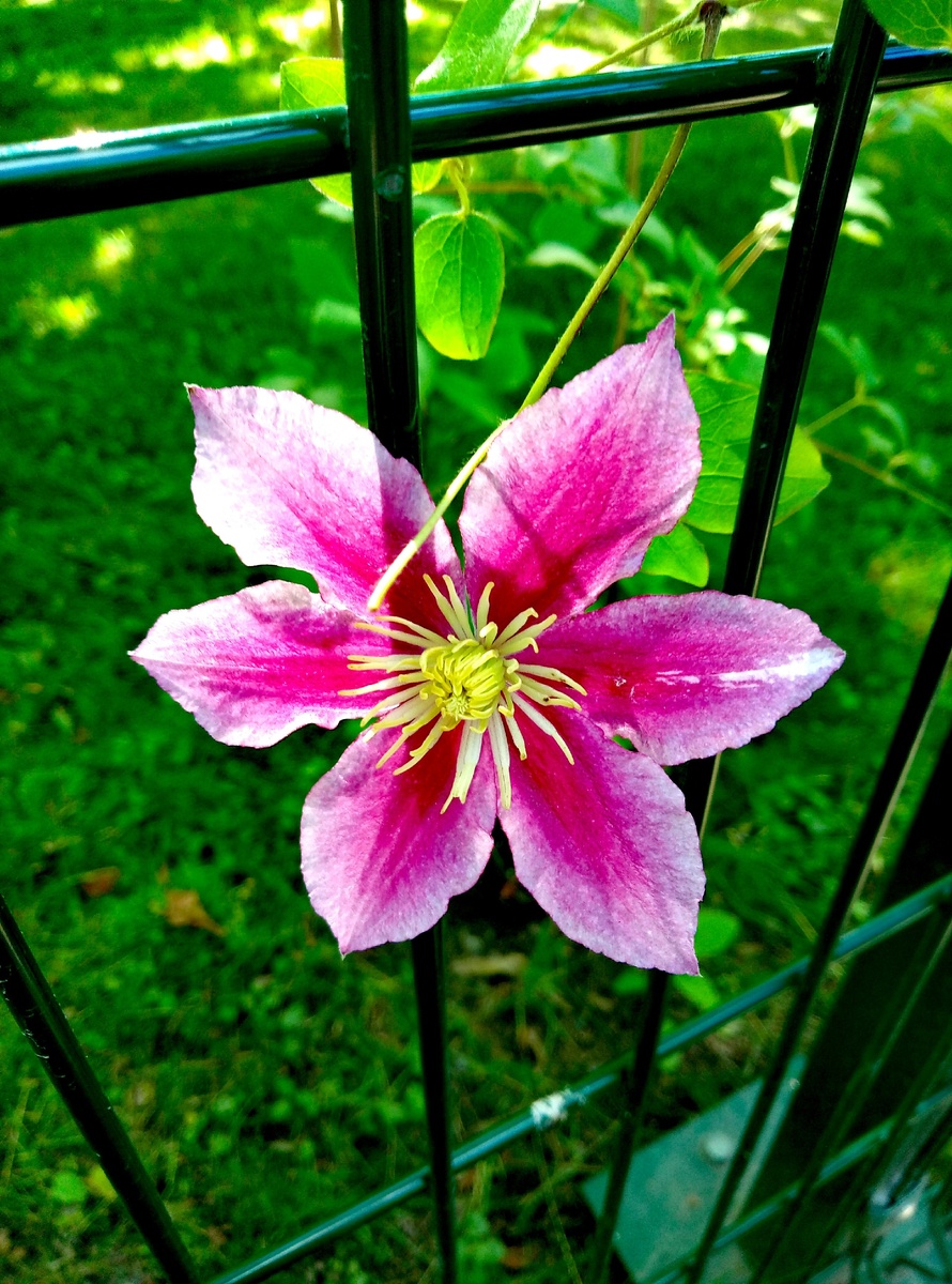 Листайте! Клематисы.