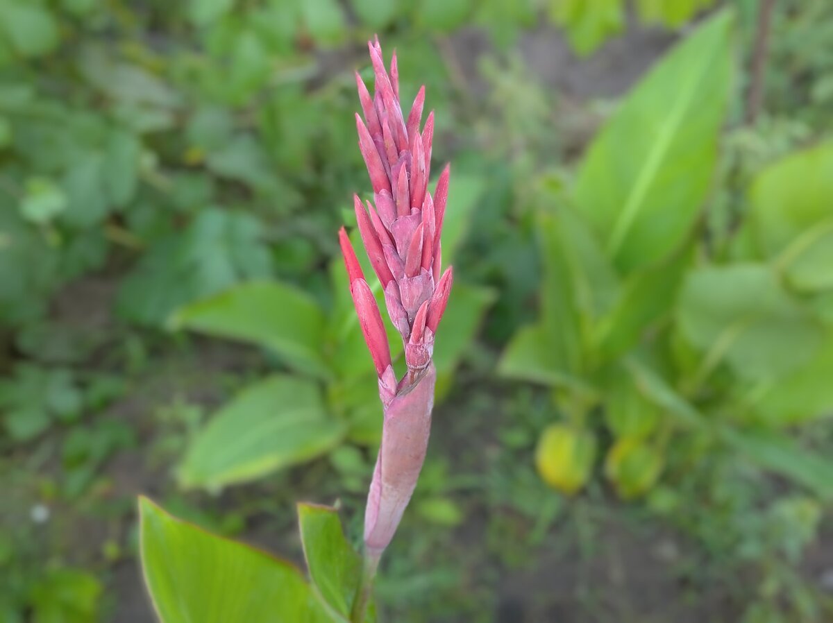 расцветающее растение - фото из личного архива автора канала