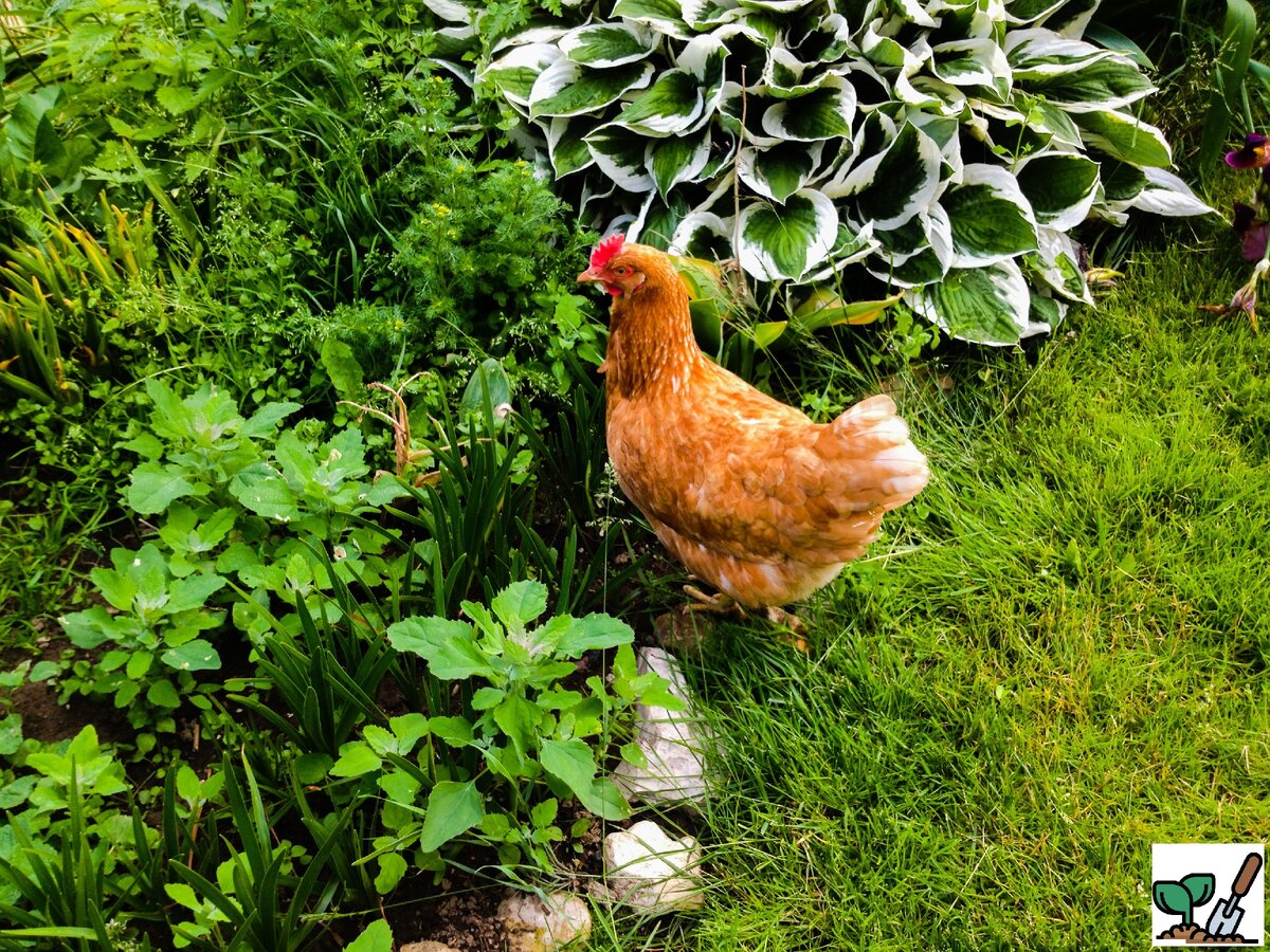 Курочка в моем огороде