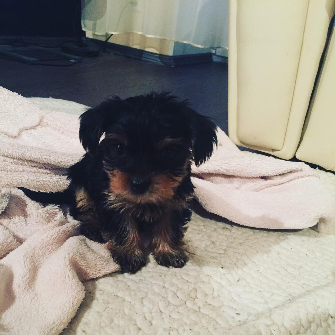 Ну вот он, комочек счастья!)